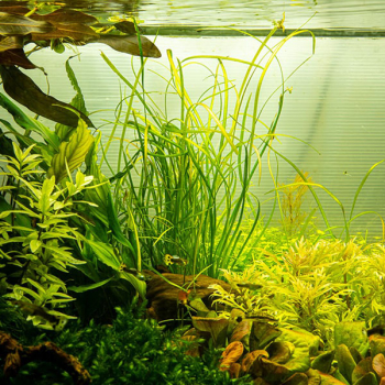 Sagittaria subulata 'Needle Leaf' - Nadelsimse 1-2-Grow!